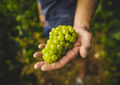 Photo d'une grappe de raisin lors des vendanges